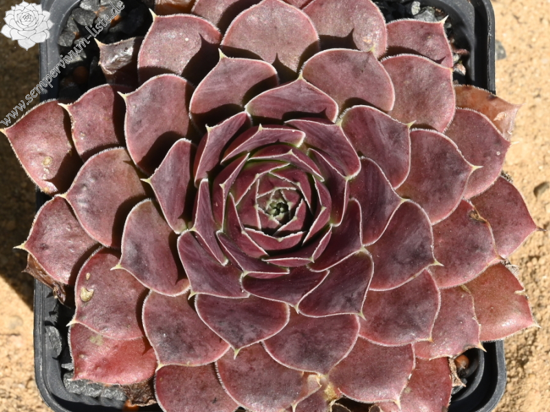 Korspelse Herdis / Jovi