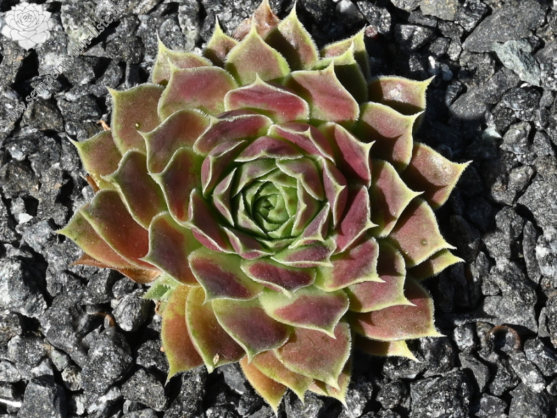 Korspelse Jaike / Jovi