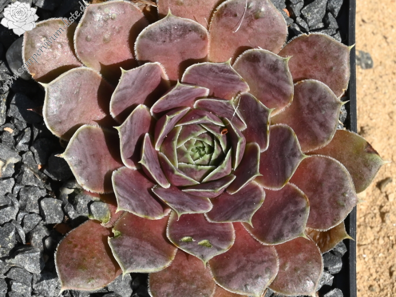 Korspelse Riwana / Jovi