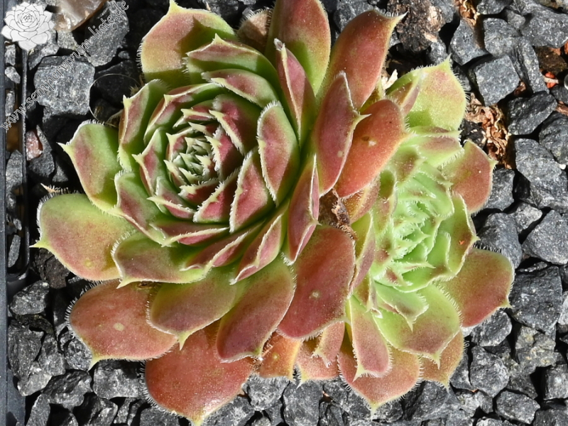 Korspelse Salimah / Jovi