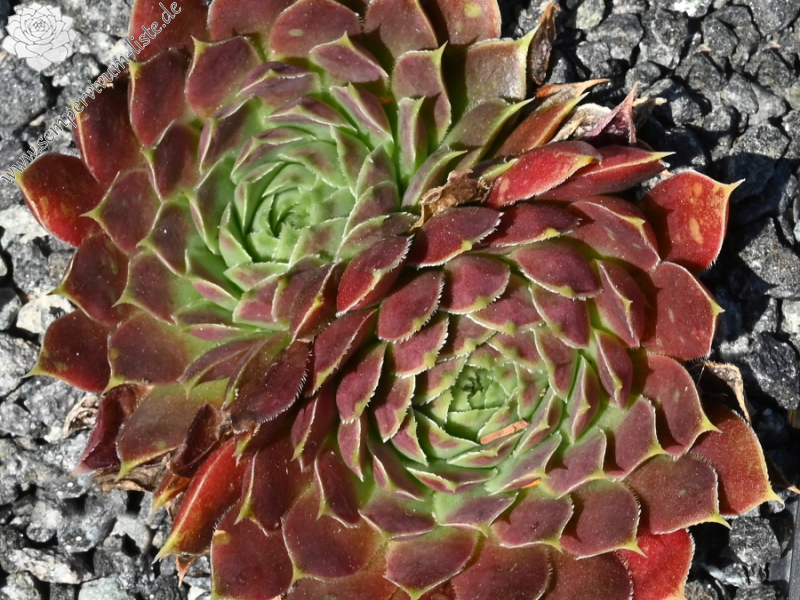 Liliane St. Pierre / Jovi