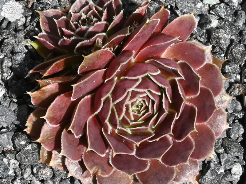 Matra Massief / Jovi