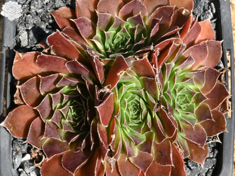 Mount Mackinley / Jovi