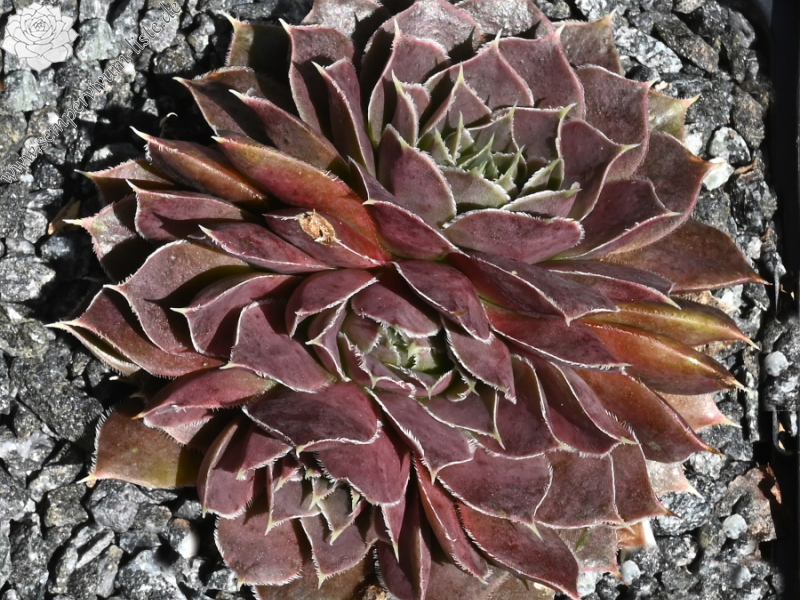 Mount Quechua / Jovi