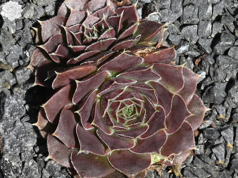 Korspel Brawn Lasse / Jovi