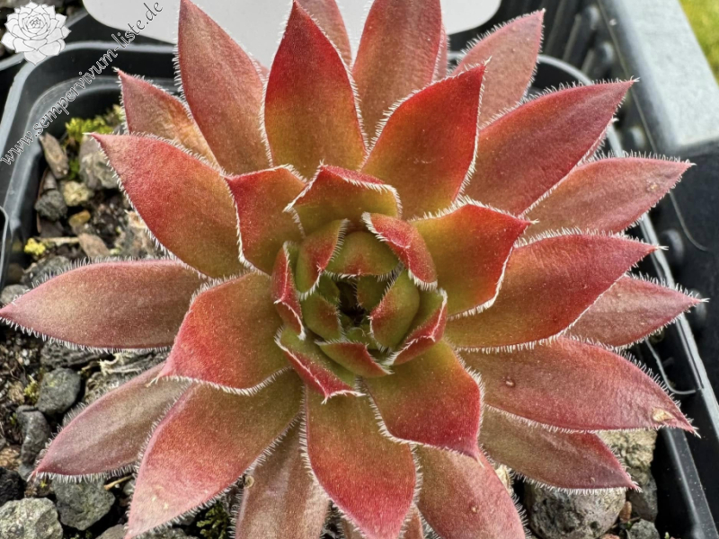 Coco de Mer (NNG)