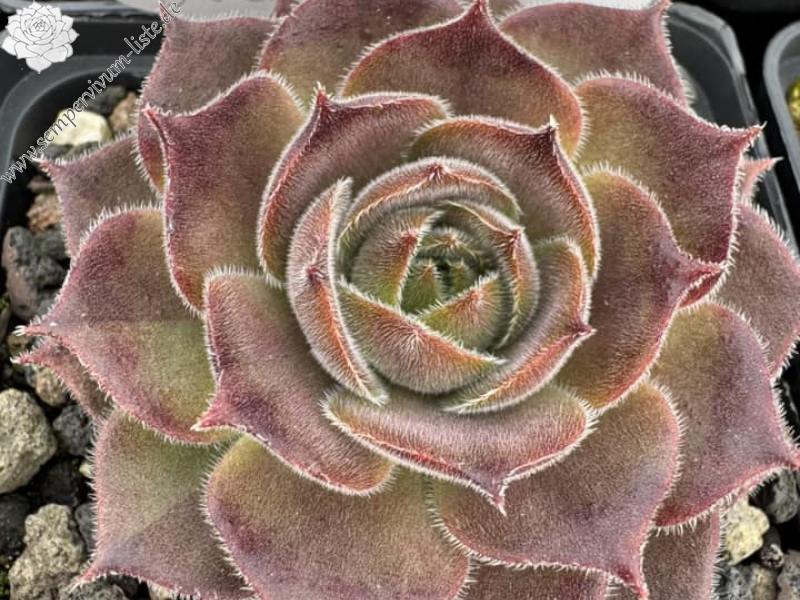 Korspelse Colette Rais