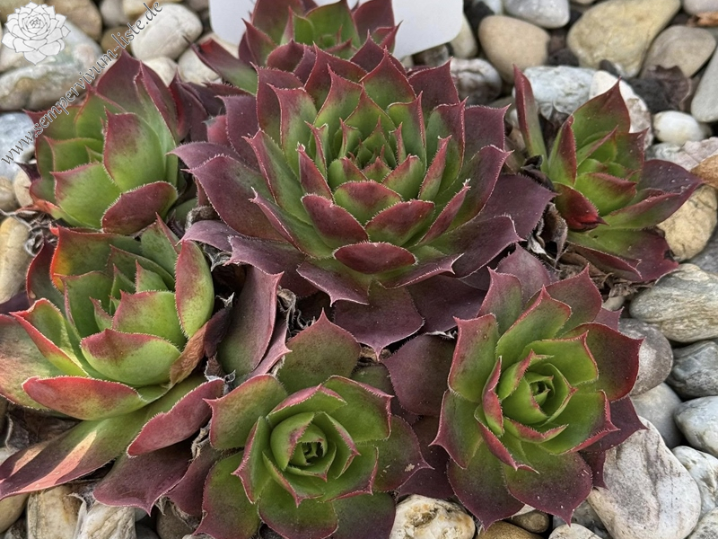Jade