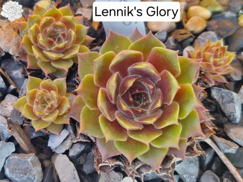Lennik's Glory