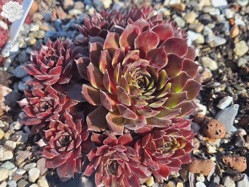 Seltrisa Feuer