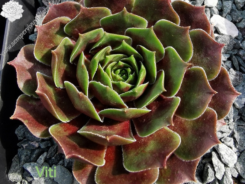 Viti