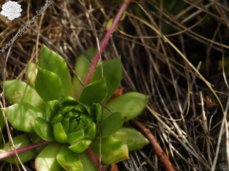 rupicolum from Cian de Stanzón