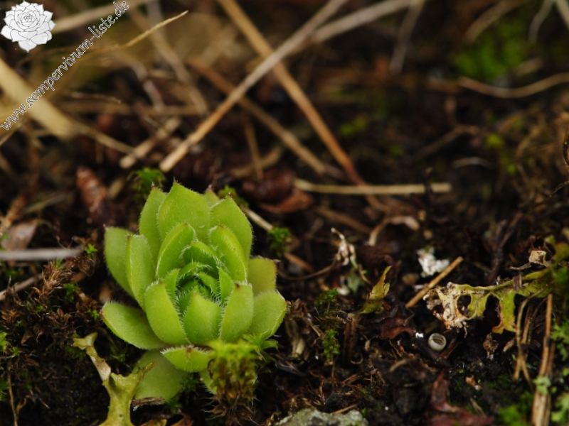 rupicolum from Cian de Stanzón