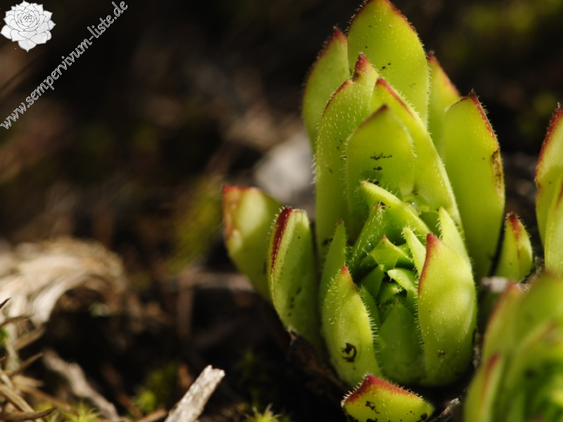 rupicolum from Cian de Stanzón