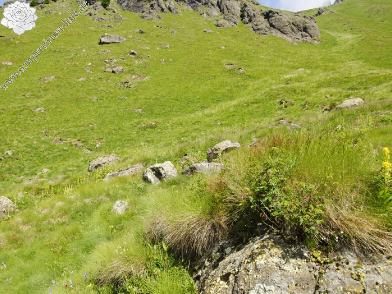 rupicolum from Cian de Stanzón