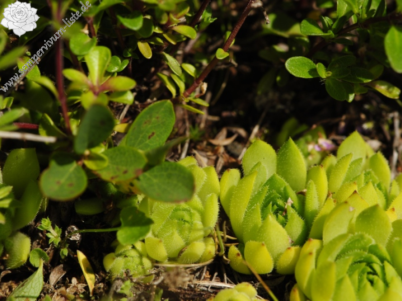 rupicolum from Cian de Stanzón