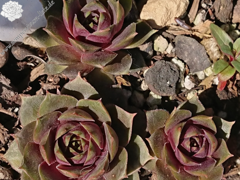 Chick Charms® Steel Appeal