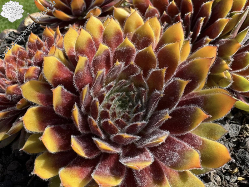 Chick Charms® Gold Dust