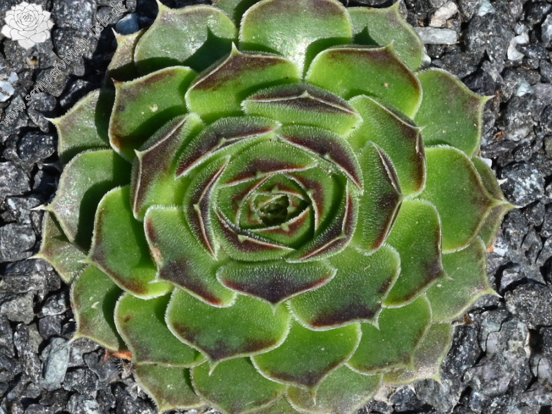 Korspelse Hiloria / Jovi