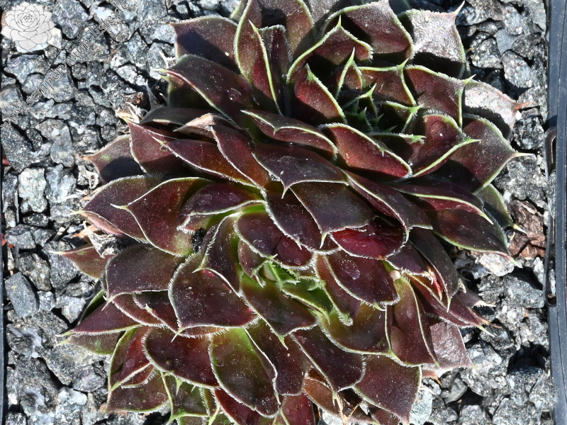 Mount Quechua / Jovi