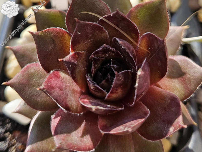 Goldrose (NNG)
