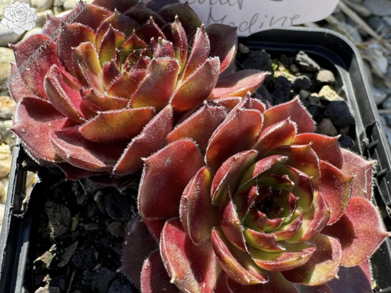 Korspelse Ecenur-Medine