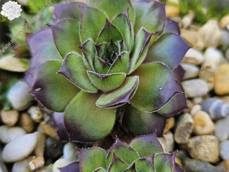 Lotusblüte