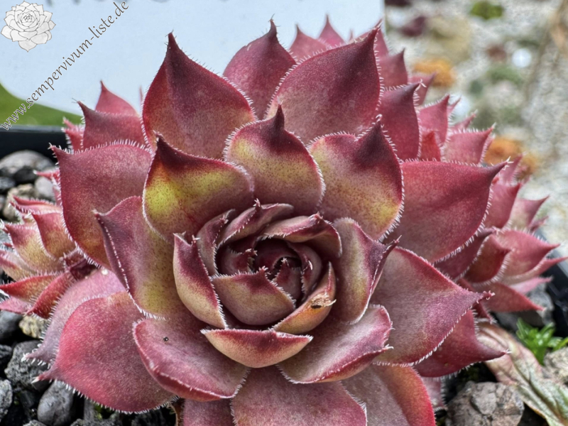 Pink Star