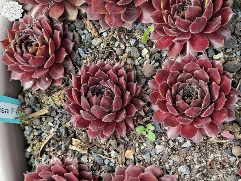Seltrisa Feuer
