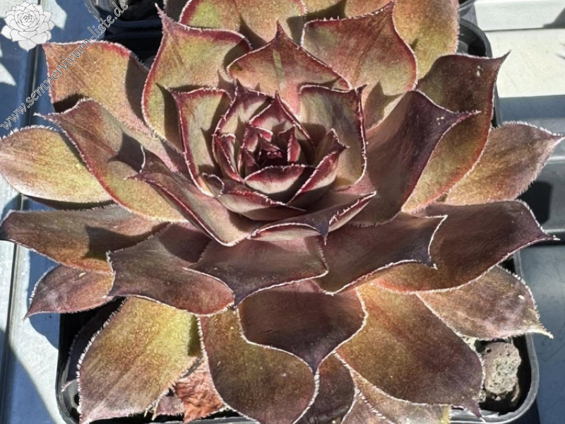 Smalltalk Roxy (NNG)