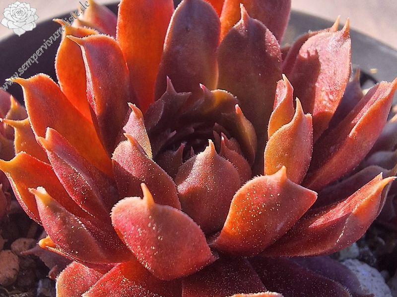 Pacific Grande (NNG)