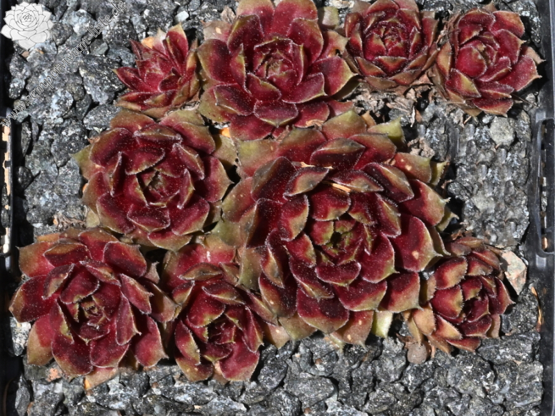 Winter Blush