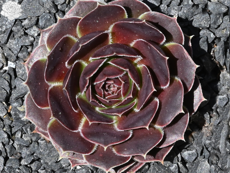 Korspel Domino / Jovi