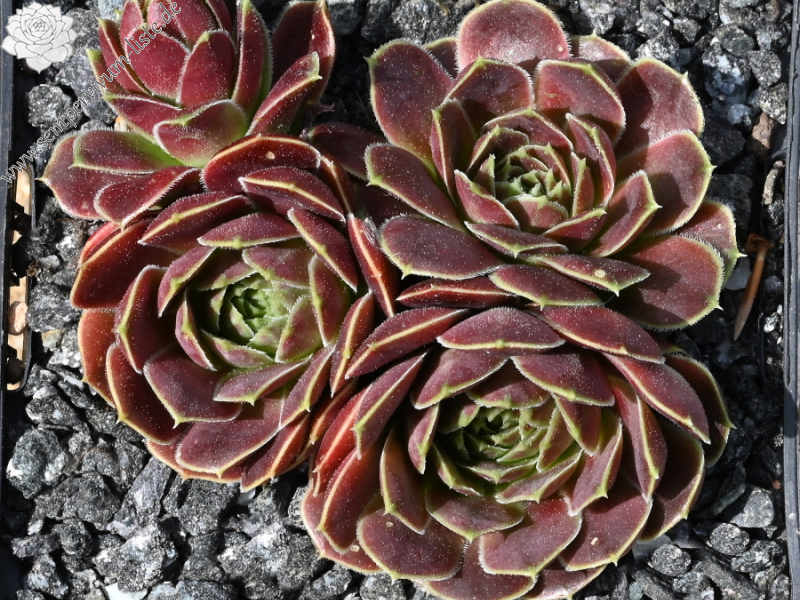 Korspelse Pirkko / Jovi