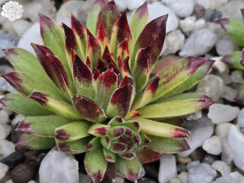 Chick Charms® Apple Teaser (NG)