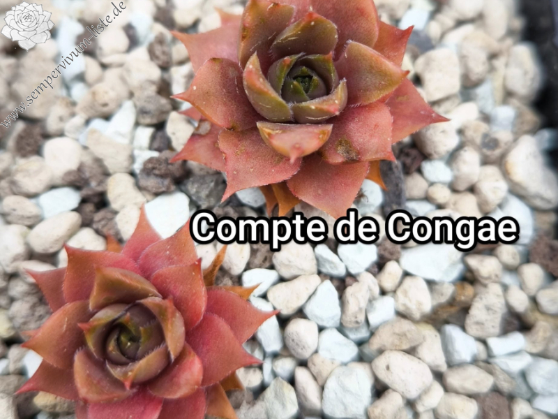 Compte de Congae
