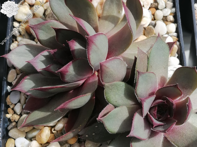 Con Calma (Netzfund) Nikolett