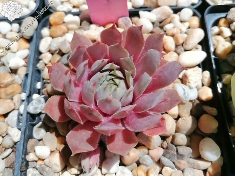 Con Calma (Netzfund) Nikolett