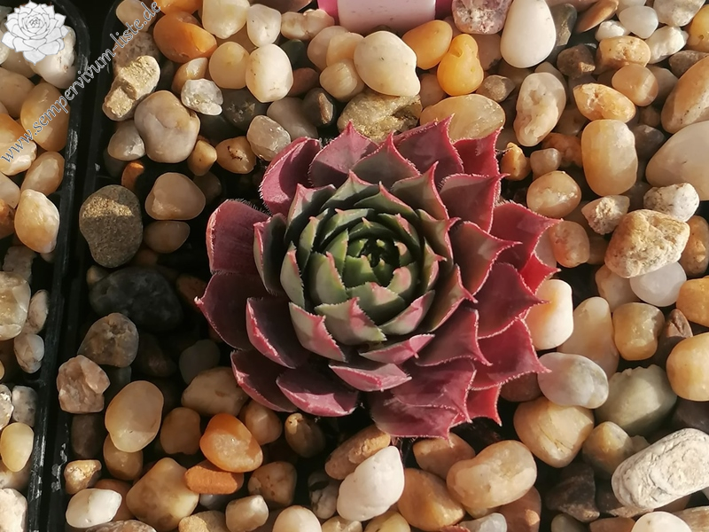 Con Calma (Netzfund) Nikolett