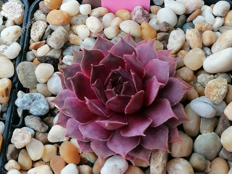 Con Calma (Netzfund) Nikolett