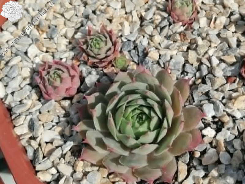 Con Calma (Netzfund) Nikolett