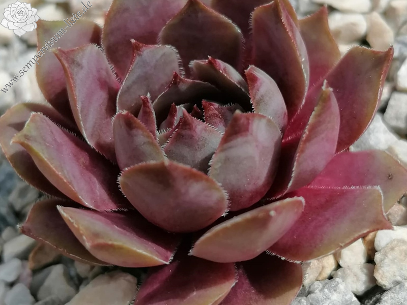 Con Calma (Netzfund) Nikolett