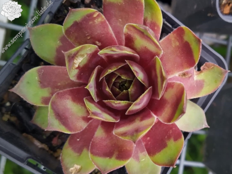 Supersemps® Emerald