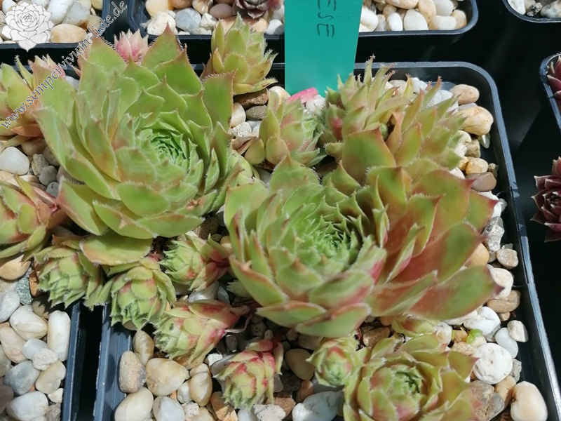 Emese (Netzfund) Nikolett