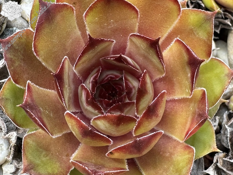 Golden Finesse (Netzfund) Hinke