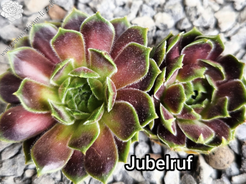 Jubelruf