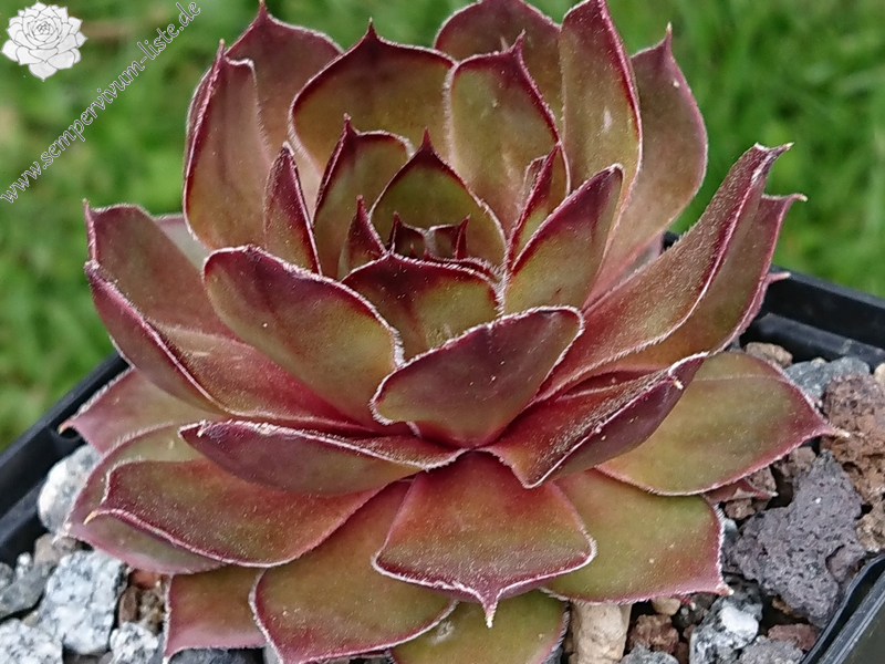 Juicy Orange (NNG25)