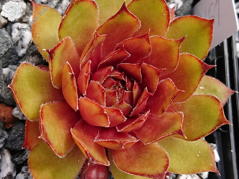 Juicy Orange (NNG25)