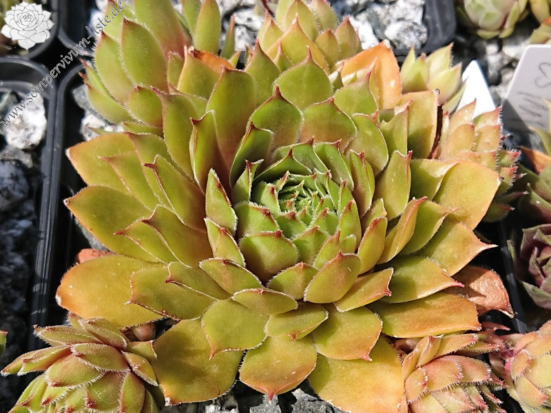 Juicy Orange (NNG25)