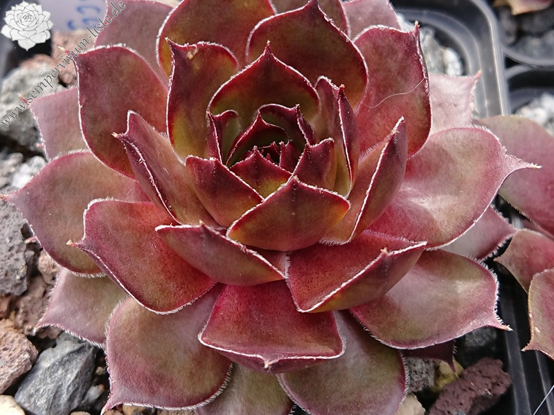 Juicy Orange (NNG25)